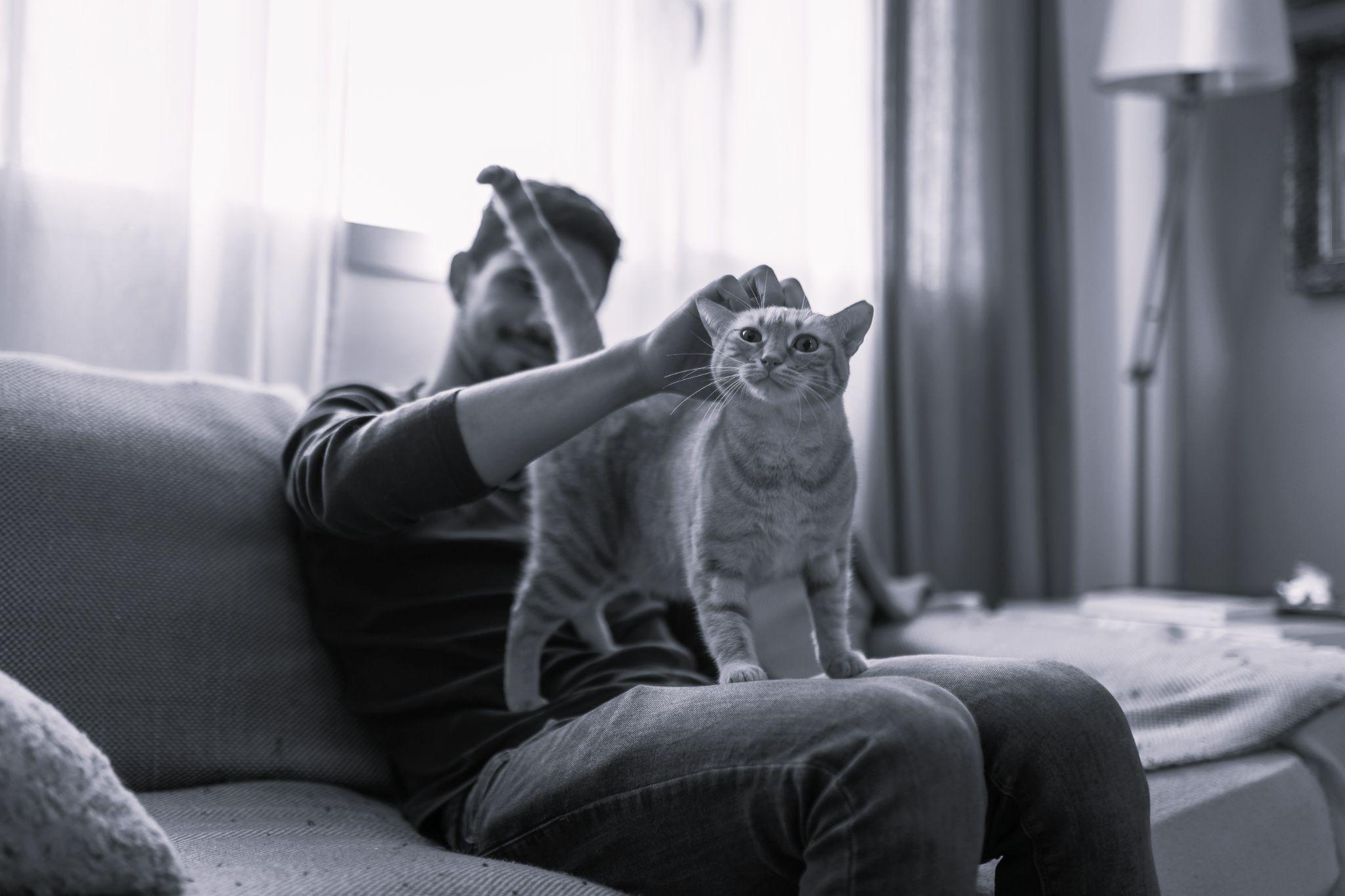 Renter petting their cat