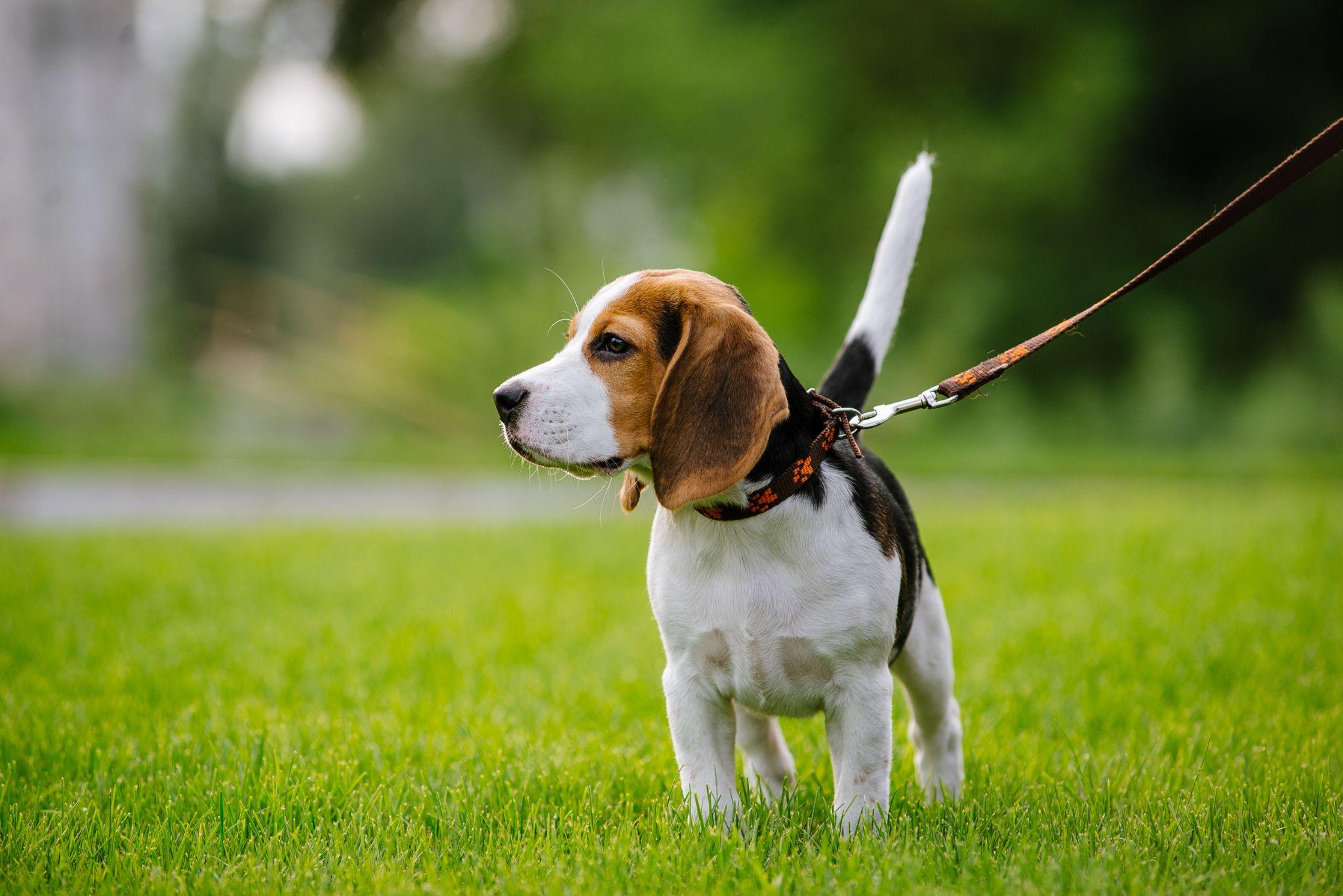 A leashed dog in an apartment pet area