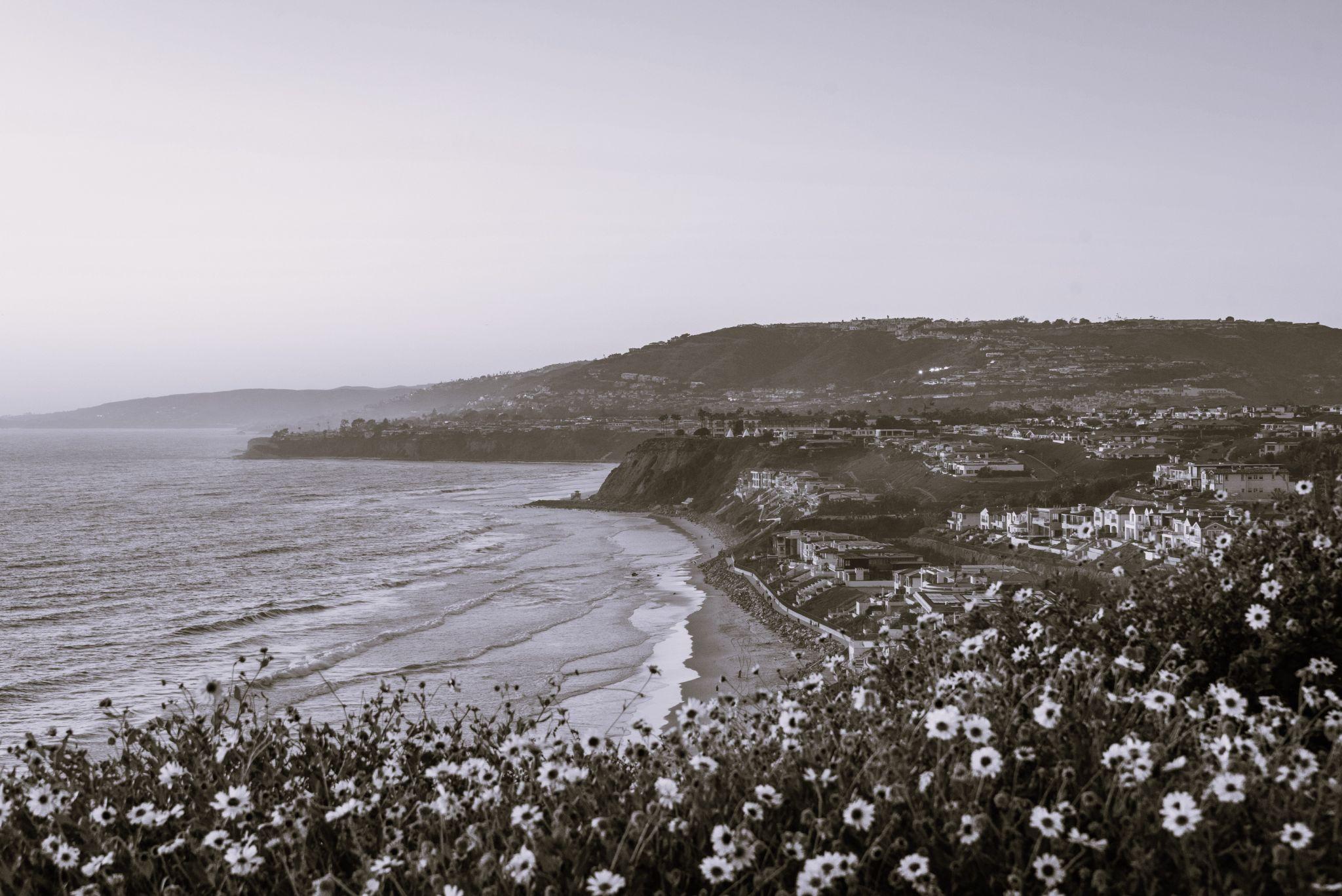 Yellow flowers and view of Strand Beach from Dana Point Headlands Conservation Area, in Dana Point, Orange County, California Yellow flowers and view of Strand Beach from Dana Point Headlands Conservation Area, in Dana Point, Orange County, California