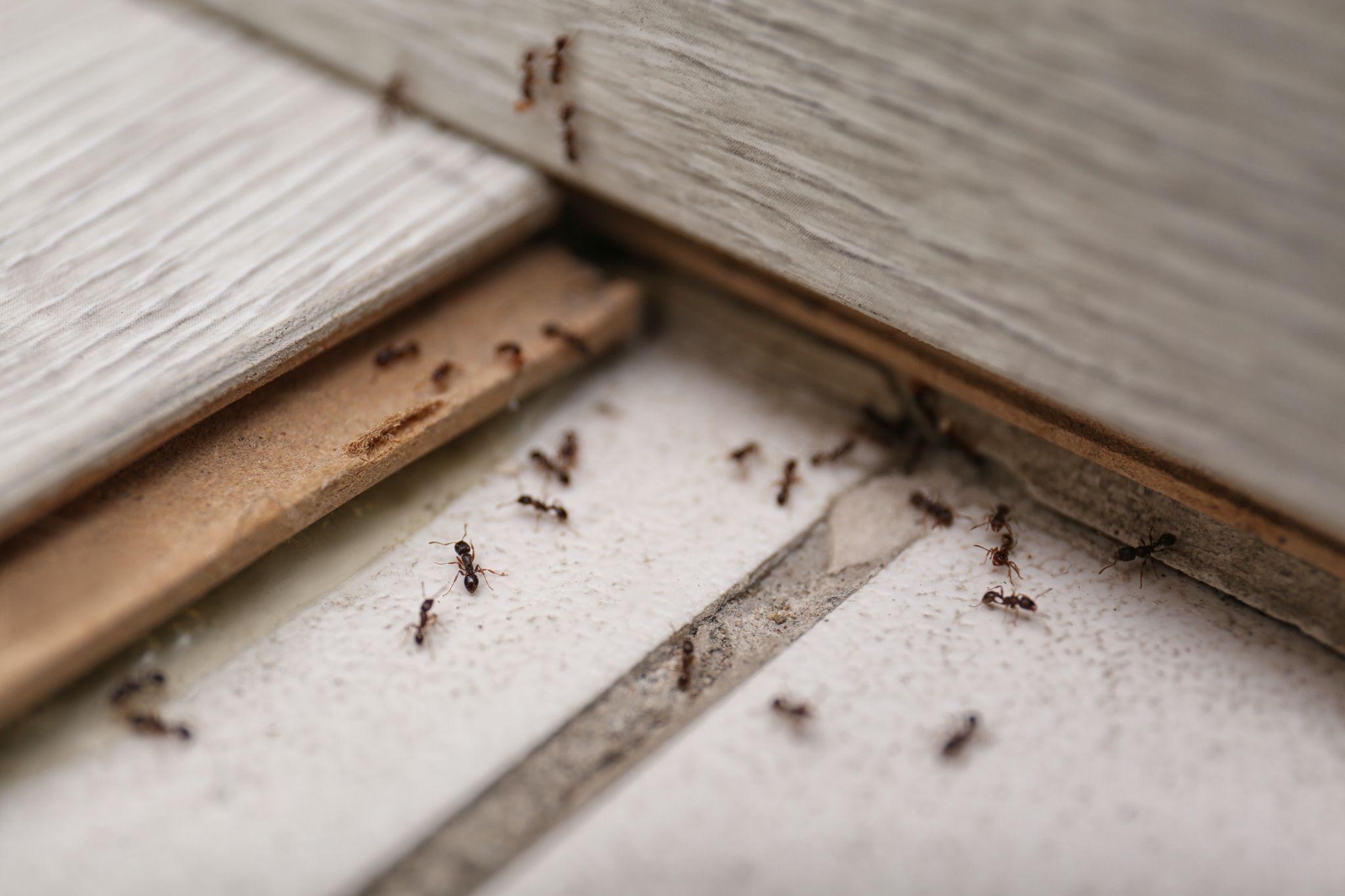 Ants in a rental property